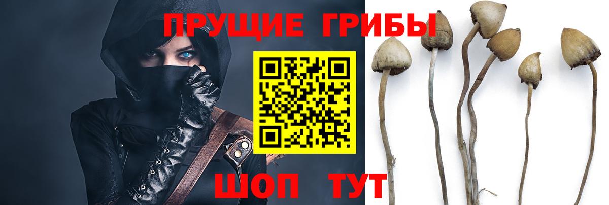 Галлюциногенные грибы Psilocybe  Вход с VPN  Мыски 